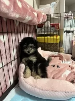 Y.S 様のお迎えした子犬