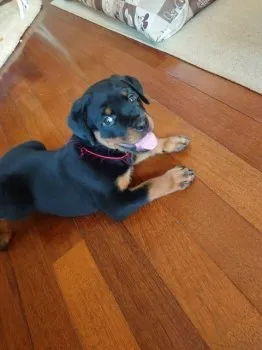 M.S 様のお迎えした子犬