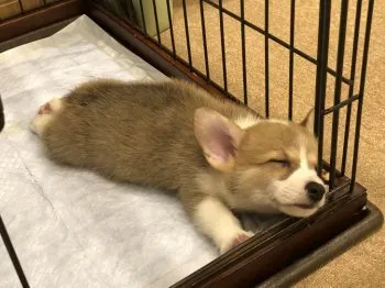 Luke 様のお迎えした子犬