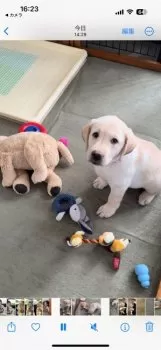 Y.T 様のお迎えした子犬