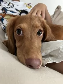 テラオ 様のお迎えした子犬