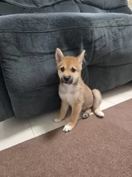 草津市のH・Y 様のお迎えした子犬
