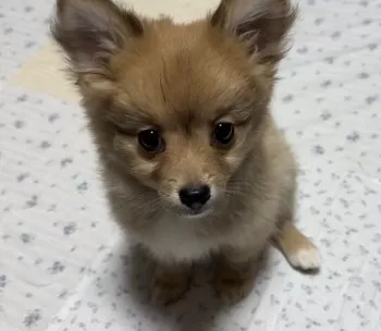 T.O 様のお迎えした子犬