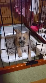 サリー 様のお迎えした子犬