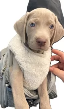 S.T 様のお迎えした子犬