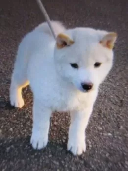 Y.A 様のお迎えした子犬