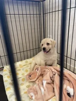 A.T 様のお迎えした子犬