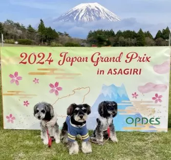 Y.M 様のお迎えした子犬