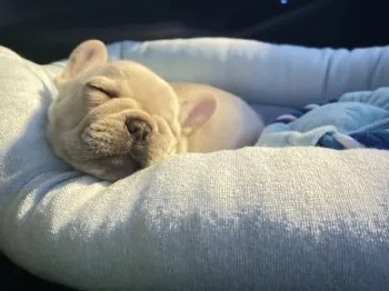 まゆん 様のお迎えした子犬