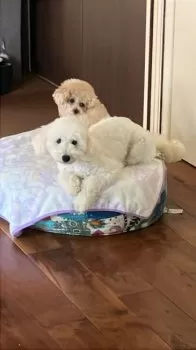 osso 様のお迎えした子犬