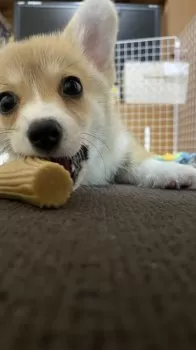 R.N 様のお迎えした子犬