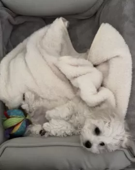 なな 様のお迎えした子犬