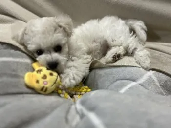 ぴのすけ 様のお迎えした子犬