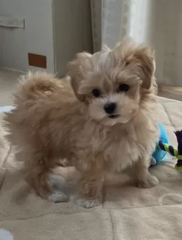 まる 様のお迎えした子犬