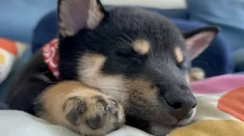 こてつ 様のお迎えした子犬