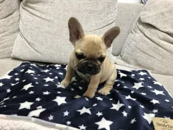 ミニミニマン 様のお迎えした子犬
