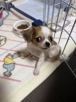 K.H 様のお迎えした子犬