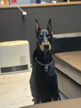 M.K  エル 様のお迎えした子犬