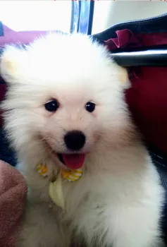 kaito 様のお迎えした子犬