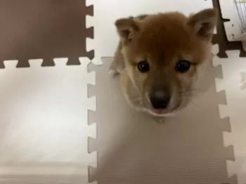 華生(はな) 様のお迎えした子犬