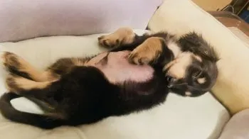 長谷川 様のお迎えした子犬
