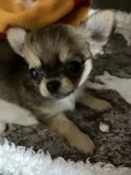 nacchi♪ 様のお迎えした子犬