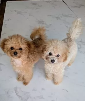 こむたん 様のお迎えした子犬