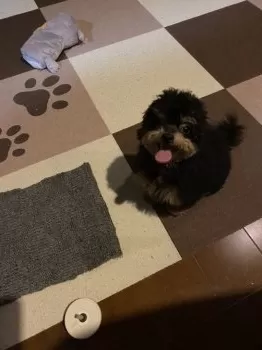 ひまわり 様のお迎えした子犬