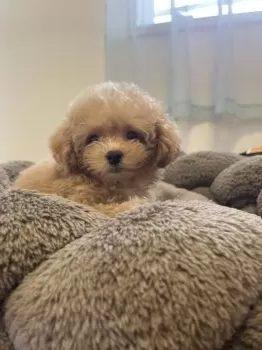 M.T 様のお迎えした子犬