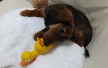 asha 様のお迎えした子犬