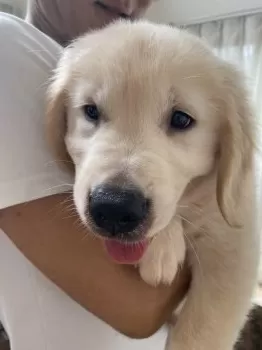 ゆーこんぐ 様のお迎えした子犬