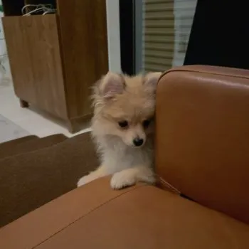 るたこ 様のお迎えした子犬