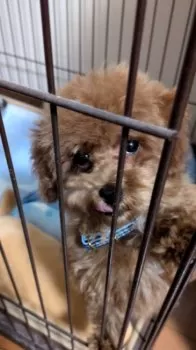 けいこ 様のお迎えした子犬