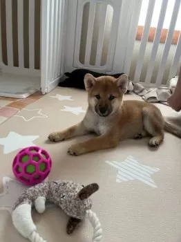 H.O 様のお迎えした子犬