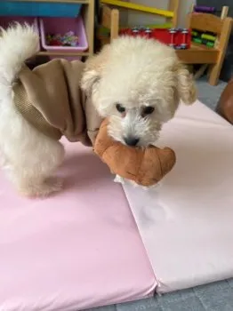 H.M 様のお迎えした子犬