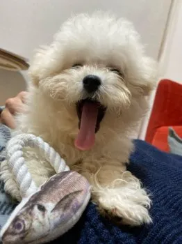 M.K 様のお迎えした子犬