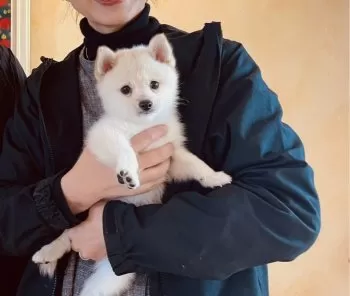 M.F 様のお迎えした子犬