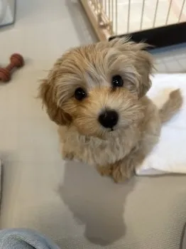 M.I 様のお迎えした子犬