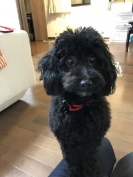 T.T 様のお迎えした子犬