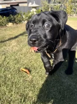 T.A 様のお迎えした子犬