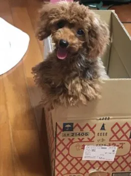 ままごん 様のお迎えした子犬