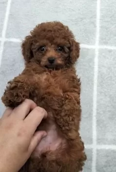 ゆみ 様のお迎えした子犬
