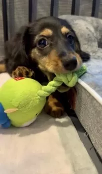 T.O 様のお迎えした子犬