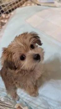 チョコももココ 様のお迎えした子犬
