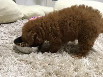 ララのファミリー 様のお迎えした子犬