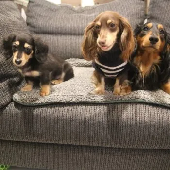 Y.Y 様のお迎えした子犬