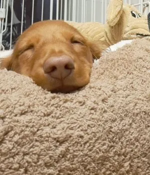 MW 様のお迎えした子犬