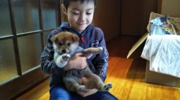 Y.M 様のお迎えした子犬