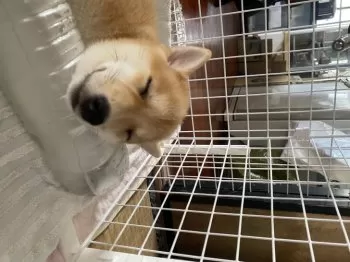 T.M 様のお迎えした子犬