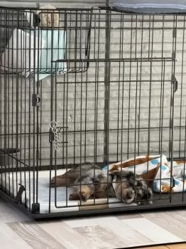 こーせい 様のお迎えした子犬